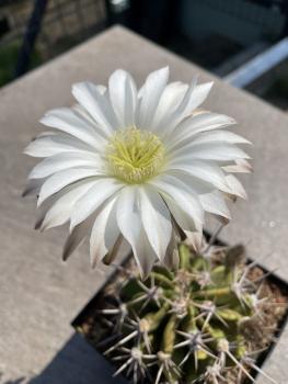Echinopsis Hybr. weiss